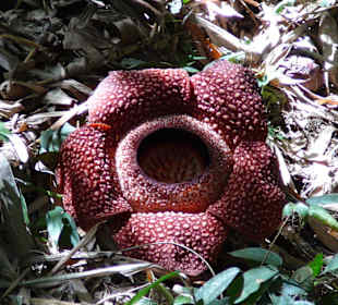 Rafflesia