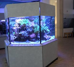 Staatliches Naturkunde Museum