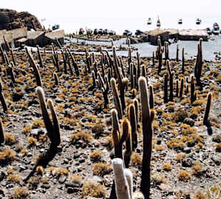 Cactus' island in Salar de Uyuni-Bolivia
