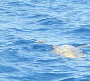 Tauchplatz Marsa Mubarak