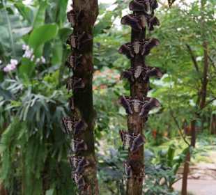Mariposario de Benalmàdena