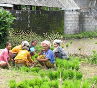 Frauen auf dem Reisfeld