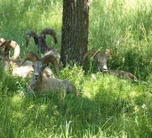 Bighorns im Custer State Park