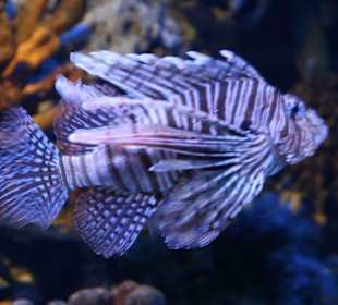 Bewohner des Aquariums