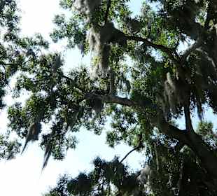 Gamble Plantation - Spanish Moss