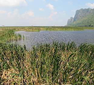 Thung Sam Roi Yot Freshwater Marsh