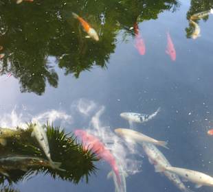 Am Koi-Teich