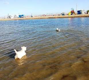 Süßwasserbereich Hunde erlaubt