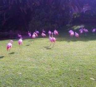 Flamingos