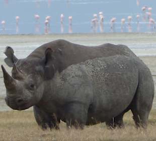 Sehr nahe 2 Nashörner vorm Salzsee