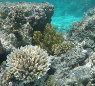 Intakte Unterwasserlandschaften am Wrack Sea Life