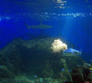 Hat auch einige Haie