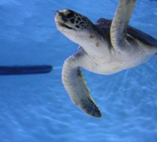 Monterey Bay Aquarium 