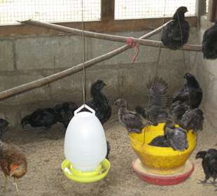 Voliere auf der Orchideenfarm