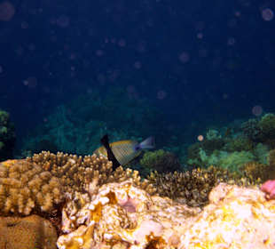 Zdjęcia rafy wykonane przeze mnie pod wodą