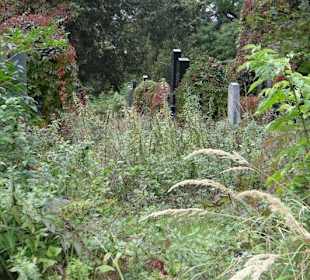 Die Natur kommt zurück