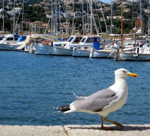 Möwe am Hafen