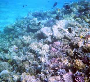 Einmalige Korallenwelt am Strand