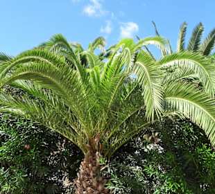 Eindrücke von der Wanderung durch den Palmenhain