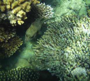 Riff zum Schnorcheln