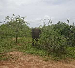 Nationalpark Wilpattu