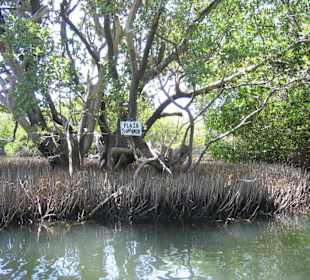 Bootstour durch die Mangroven