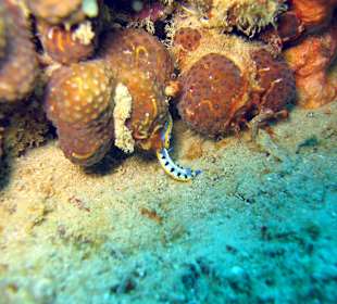 Unterwasserwelt Sosua Divecenter Merlin