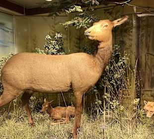 Yellowstone Nationalpark