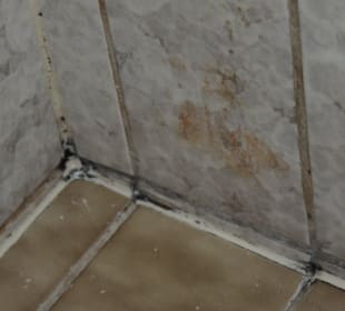 Schimmel nach Reinigungsversuchen