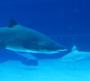 Poema del Mar Aquarium