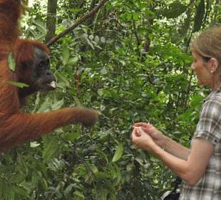 Orang-Utan im Leuser-Nationalpark.