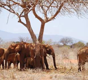 Die Elefanten im kühlen Schatten