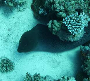 Neugierige Moräne Hausriff