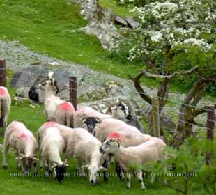 Eine Gruppe von Schafen in einem Gatter