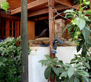 Taverna Ampeli (Restauracja)