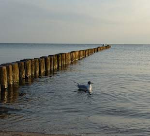Strand Zingst