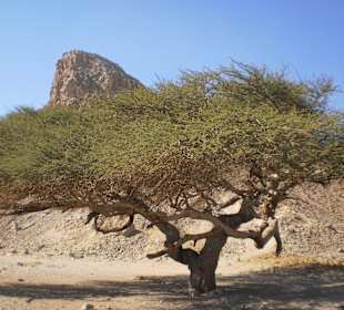 Akazienbaum