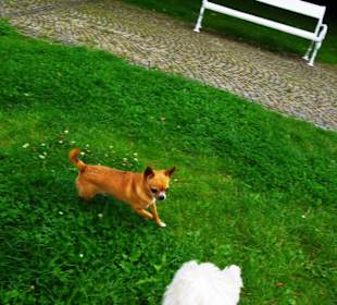 Denen macht es auch Spass