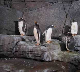 Tierpark Hagenbeck