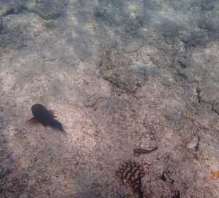 Ein neugieriger Fisch