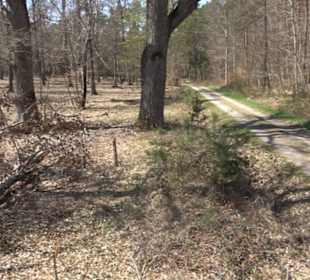 Waldkulturerbe Neuweiler Viehweide