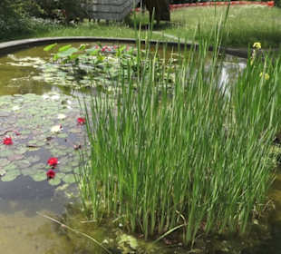 Alter botanischer Garten