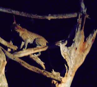 Tsavo West Nationalpark