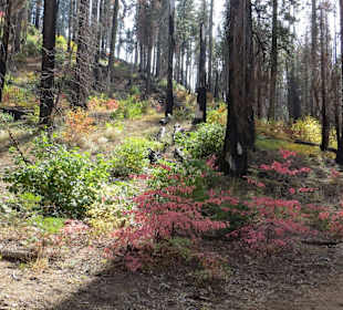 Tuolumne Grove