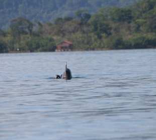 Dolphin Bay