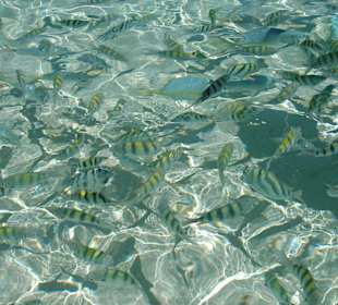 Ausflug auf "Paradise Island"