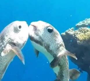 Schnorcheln Marsa Alam