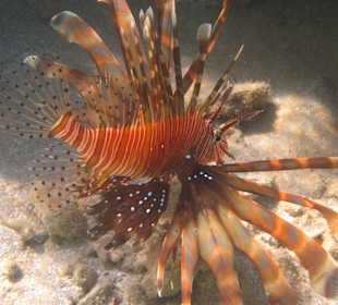 Feuerfisch Coraya-Bucht