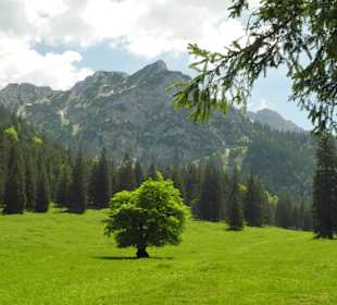 Ein einsamer Baum unter Fichten und Tannen