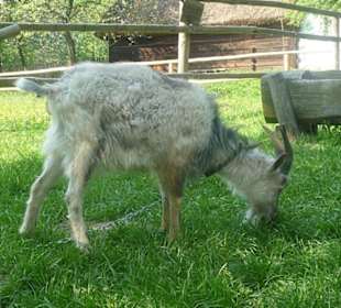 Zwierzęta w zagrodach